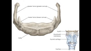 Two Minutes of Anatomy Hyoid Bone [upl. by Gee]