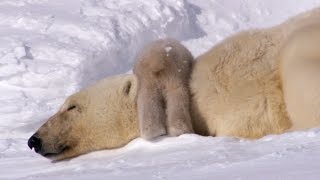 Polar Bear Cubs Taking Their First Steps  Planet Earth  BBC Earth [upl. by Guthrie]