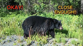 Black Bears in the Yukon and British Columbia [upl. by Stier]