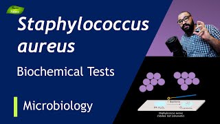 Staphylococcus aureus Biochemical Tests  Catalase Test  Coagulase Test  Basic Science Series [upl. by Ackler655]