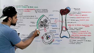 Bone tissue Structure Composition and Functions  Bone anatomy and Physiology [upl. by Salokcin537]