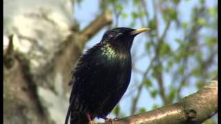 Der Star ein perfekter Imitator und quotBauchrednerquot  Sturnus vulgaris [upl. by Catherin]