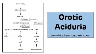 Orotic Aciduria  Pyrimidine Metabolism Disorders [upl. by Polish]