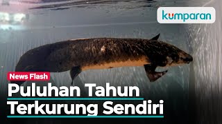 Ikan Akuarium Tertua di Dunia yang Hidup Hampir 1 Abad [upl. by Hpesojnhoj]