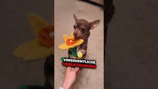 Hast du einen davon hund tierliebe wissenswert tiere hunde doglover [upl. by Ecinwahs]