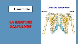 la ceinture scapulaire claviculescapula [upl. by Yadseut772]