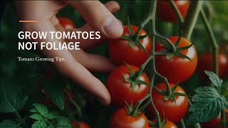 Maximize Your Tomato Yield Grow Fruit Not Leaves [upl. by Razaile]