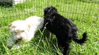 Havanezer pups te koop  Bichon Havanais chiots à vendre [upl. by Clary]