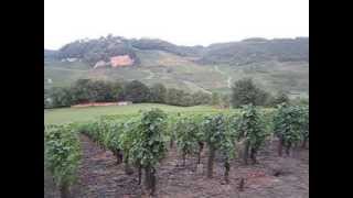 The vineyards of ChâteauChalon in Jura [upl. by Rancell]