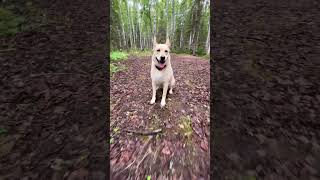 Magical Vortex in Alaska Woodlands Manifests Golden Cryptid Dog Being puppy dogshort daisydog [upl. by Lionel]