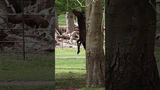 rearing stag scampering squirrel [upl. by Swanson]