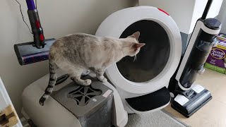 Testing Okocat Premium Wood Cat Litter With the LitterRobot 4 [upl. by Neehsuan]