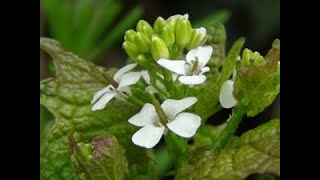 Hedge Garlic and Honesty Identification [upl. by Aonehc176]