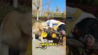 Brave Dog Saves Pregnant Womanshorts tiktok [upl. by Cacie]