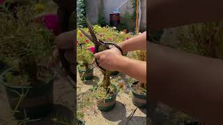 Technique pruning portulaca flower for get more stem and flower garden horticulture bonsaiculture [upl. by Kenti800]