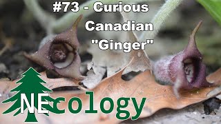 NEcology 73  Curious Canadian quotGingerquot [upl. by Samtsirhc470]