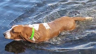 Basset Hound mid winter swim [upl. by Ortrude]