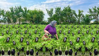 Mix of Harvesting Fresh Eggplants and Bell Peppers Preserving Vegetables for Winter [upl. by Grete]