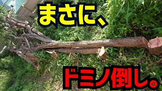 【伐採】世界一ゆっくり〜な、ドミノ倒しぃ。【縦動画】 [upl. by Jolyn]