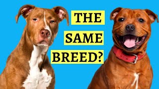 Are Pit Bulls And Staffies the Same  Breed Comparison [upl. by Sedgewake]