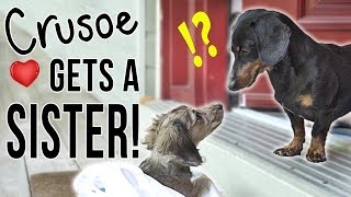 Ep 1 Crusoe Gets a SISTER  Cute Dachshund Puppy Video [upl. by Saffren]