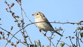 Bempton shrike 51024 [upl. by Lambert526]