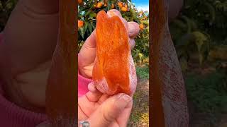 সুস্বাদু ফল fruit naturallifeb fruitcutting naturalclips naturelife fresh food [upl. by Yaresed]