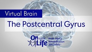 On With Life Virtual Brain  Post Central Gyrus [upl. by Augustin914]