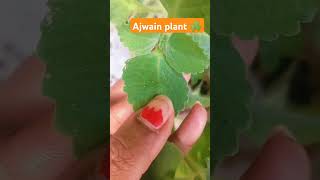 Ajwain plant ☘️trending youtube garden viralshort ☘️☘️ [upl. by Refinneg474]