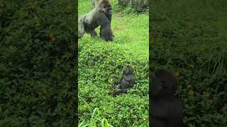 Gorilla gorilla gorilla 西部低地大猩猩 Taipei Zoo [upl. by Ariait]