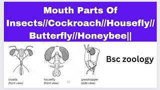 Mouth Parts Of InsectsCockroachHouseflyButterflyHoneybee [upl. by Alenson]