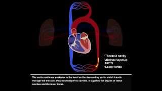 Pulmonary and Systemic Circulations [upl. by Favianus]