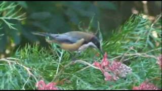 Eastern Spinebill [upl. by Dysart981]