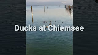 Nature lover Ducks swimming on the lake Chiemsee shorts [upl. by Koball]