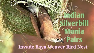 Indian silverbill Munia Pairs Invade Baya Weaver Bird Nest [upl. by Haidej]