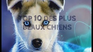 TOP 10 des plus beaux CHIENS [upl. by Eednac]