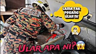 💢ABANG BOMBA GUNA TANGAN JE TANGKAP ULAR😱CELORENG BOMBA [upl. by Gervase]