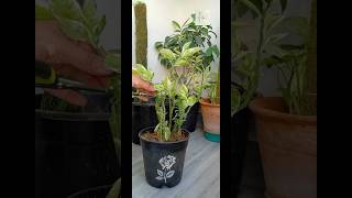 Pedilanthus pruning and propagation 👩🏻‍🌾🪴houseplants pruning pedilanthus propagation trending [upl. by Calabresi]