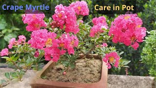 Pride of India Crape myrtle Lagerstroemia flower plant Care in pot [upl. by Daren973]