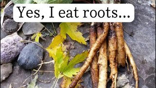 I eat roots and its a super food 🍲  Burdock Root [upl. by Yordan]