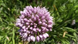 Classical melodies in flowers  Часник гірський  Allium montanum [upl. by Wu]