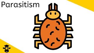 Parasitism Examples [upl. by Tilda]