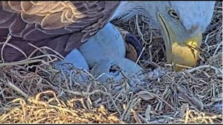 WATCH Baby Eagles expected to hatch in Dulles Virginia [upl. by Artimas]