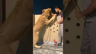 Episode 664 Simba attack on my hand 🤚🥺🦁 [upl. by Athenian]