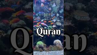 Surah Furqan ayat 6366 urdu translationquran surah islamicvideo [upl. by Atnad261]