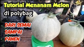 TUTORIAL MENANAM MELON DI POLYBAG DARI AWAL SAMPAI PANEN  LENGKAP [upl. by Dougald]