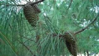 Pine Cone Harvesting [upl. by Hareehat]