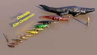 Crocodile Size Comparison animation animals [upl. by Nosyerg]