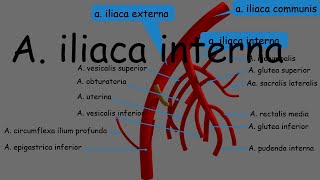 Arteria İliaca İnterna ve Arteria İliaca Externa sessiz  Internal and External Iliac Arteries [upl. by Nisotawulo]