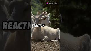 Fainting Goats  Natures Comedy Show 🐐 facts goat funny interestingfacts [upl. by Hentrich]